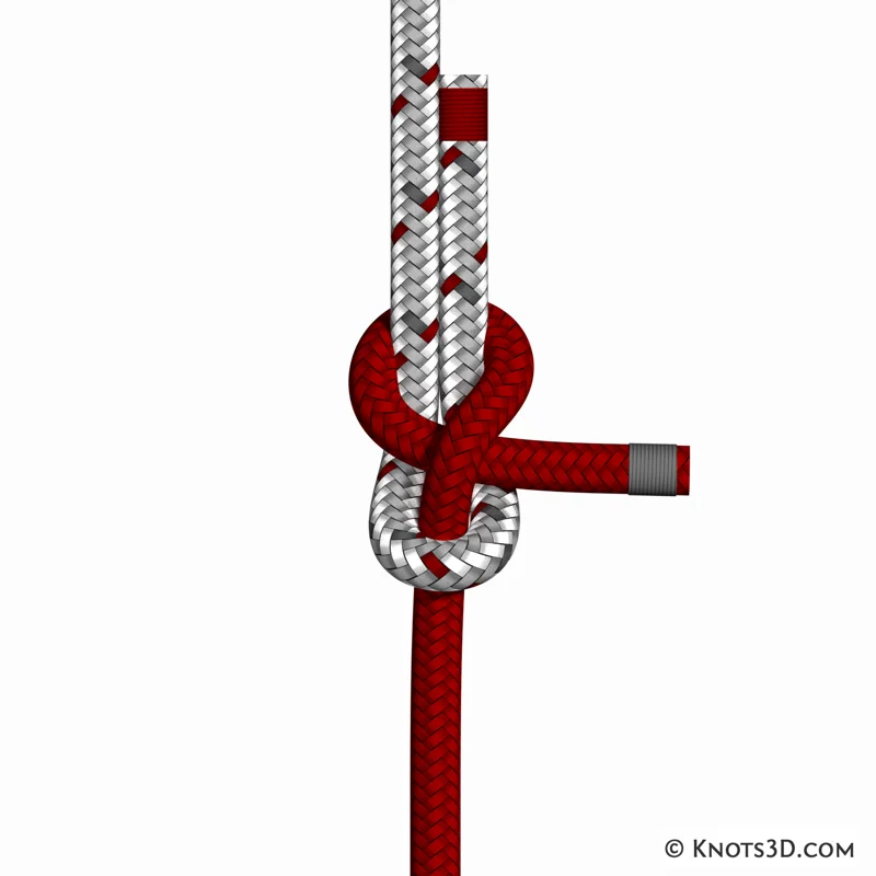 Animaatio: Jalussolmu